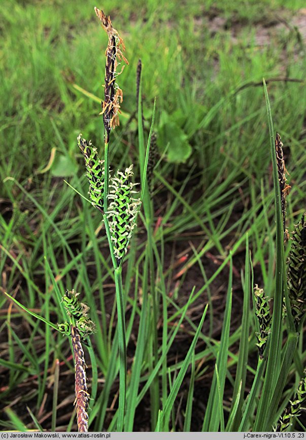 Carex nigra (turzyca pospolita)