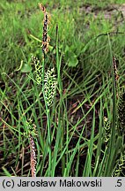 Carex nigra (turzyca pospolita)