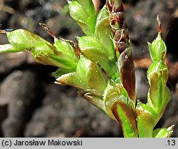 Carex remota (turzyca rzadkokłosa)