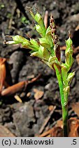 Carex remota (turzyca rzadkokłosa)