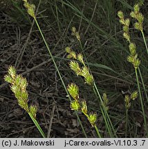 Carex ovalis (turzyca zajęcza)