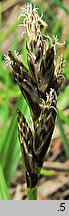 Carex ovalis (turzyca zajęcza)