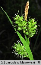 Carex pallescens (turzyca blada)