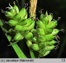 Carex pallescens (turzyca blada)