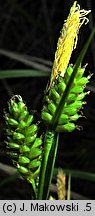 Carex pallescens (turzyca blada)