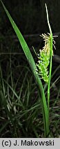 Carex pallescens (turzyca blada)