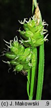 Carex pallescens (turzyca blada)