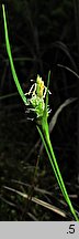 Carex pallescens (turzyca blada)