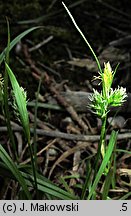 Carex pallescens (turzyca blada)