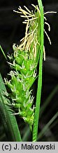 Carex pallescens (turzyca blada)