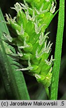 Carex pallescens (turzyca blada)