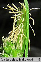 Carex pallescens (turzyca blada)