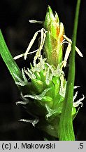 Carex pallescens (turzyca blada)