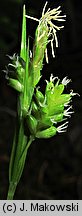 Carex pallescens (turzyca blada)