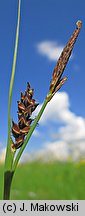 Carex panicea (turzyca prosowata)