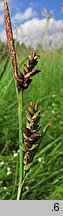 Carex panicea (turzyca prosowata)