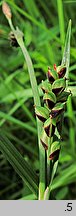 Carex panicea (turzyca prosowata)