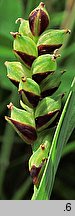 Carex panicea (turzyca prosowata)