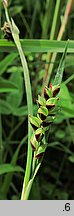 Carex panicea (turzyca prosowata)