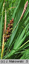 Carex panicea (turzyca prosowata)