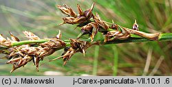 Carex paniculata (turzyca prosowa)