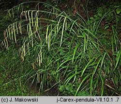 Carex pendula (turzyca zwisła)