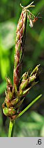 Carex pilulifera (turzyca pigułkowata)