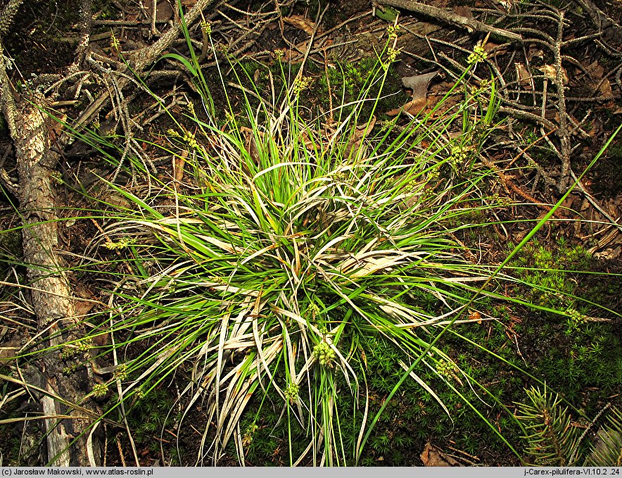 Carex pilulifera (turzyca pigułkowata)