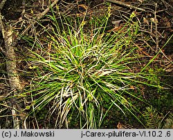 Carex pilulifera (turzyca pigułkowata)