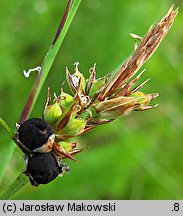 Carex pilulifera (turzyca pigułkowata)