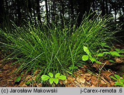 Carex remota (turzyca rzadkokłosa)