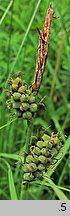 Carex tomentosa (turzyca filcowata)