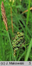 Carex tomentosa (turzyca filcowata)