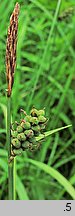 Carex tomentosa (turzyca filcowata)