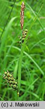 Carex tomentosa (turzyca filcowata)