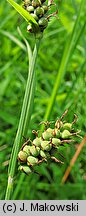 Carex tomentosa (turzyca filcowata)