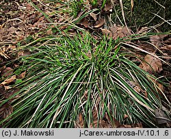 Carex umbrosa (turzyca cienista)