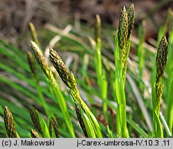 Carex umbrosa (turzyca cienista)