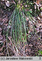 Carex umbrosa (turzyca cienista)