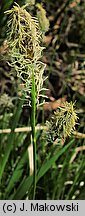 Carex umbrosa (turzyca cienista)