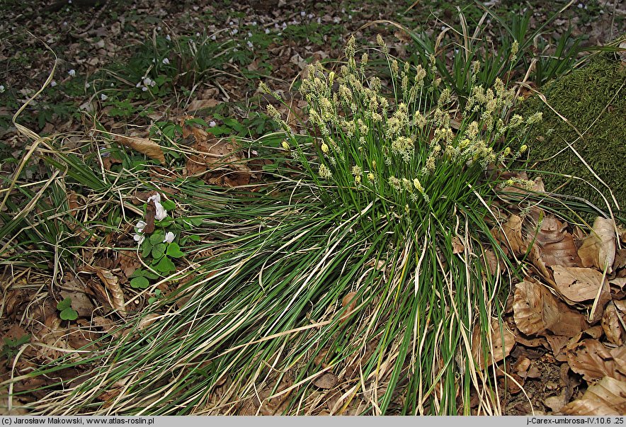 Carex umbrosa (turzyca cienista)