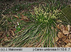 Carex umbrosa (turzyca cienista)