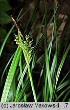 Carex umbrosa (turzyca cienista)