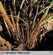 Carex umbrosa (turzyca cienista)