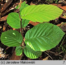 Carpinus betulus (grab pospolity)