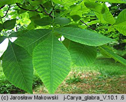 Carya glabra