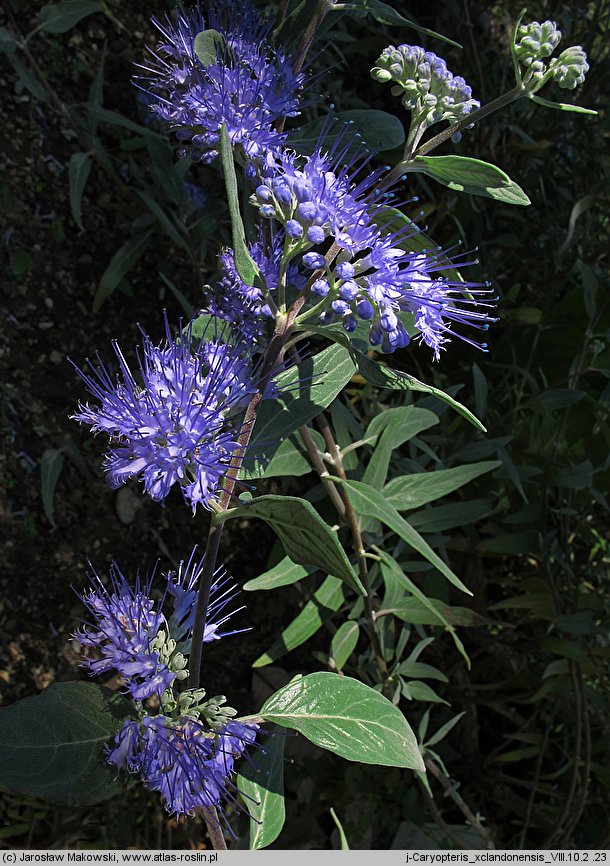 Caryopteris ×clandonensis (barbula klandońska)