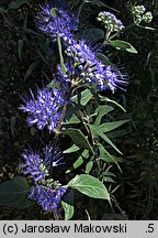 Caryopteris ×clandonensis (barbula klandońska)