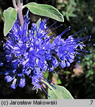 Caryopteris ×clandonensis (barbula klandońska)