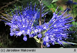 Caryopteris ×clandonensis (barbula klandońska)